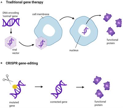 Frontiers CRISPR Gene Editing Models Geared Toward Therapy for